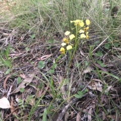 Diuris nigromontana at Belconnen, ACT - suppressed