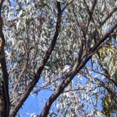 Coracina novaehollandiae (Black-faced Cuckooshrike) at Chiltern, VIC - 25 Sep 2021 by Darcy