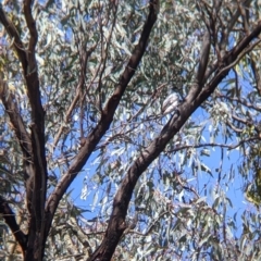 Coracina novaehollandiae at Chiltern, VIC - 25 Sep 2021