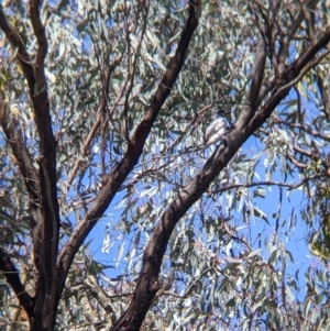 Coracina novaehollandiae at Chiltern, VIC - 25 Sep 2021