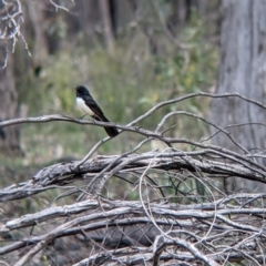 Rhipidura leucophrys (Willie Wagtail) at Chiltern, VIC - 25 Sep 2021 by Darcy