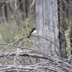 Rhipidura leucophrys at Chiltern, VIC - 25 Sep 2021 12:15 PM