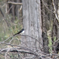 Rhipidura leucophrys at Chiltern, VIC - 25 Sep 2021 12:15 PM