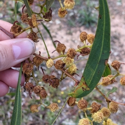 Acacia pycnantha (Golden Wattle) at Chiltern, VIC - 25 Sep 2021 by Darcy