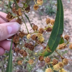 Acacia pycnantha (Golden Wattle) at Chiltern, VIC - 25 Sep 2021 by Darcy
