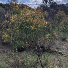 Acacia pycnantha at Chiltern, VIC - 25 Sep 2021 12:16 PM