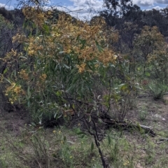 Acacia pycnantha at Chiltern, VIC - 25 Sep 2021