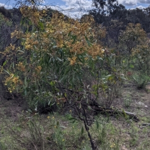 Acacia pycnantha at Chiltern, VIC - 25 Sep 2021