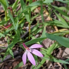 Caladenia carnea (Pink Fingers) at Chiltern, VIC - 25 Sep 2021 by Darcy