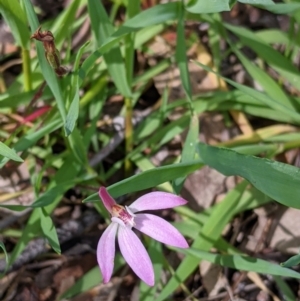 Caladenia carnea at Chiltern, VIC - suppressed