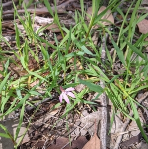 Caladenia carnea at Chiltern, VIC - suppressed