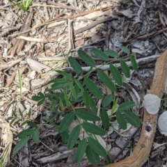 Indigofera australis subsp. australis (Australian Indigo) at Chiltern-Mt Pilot National Park - 25 Sep 2021 by Darcy