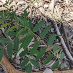 Indigofera australis subsp. australis at Chiltern, VIC - 25 Sep 2021 12:33 PM