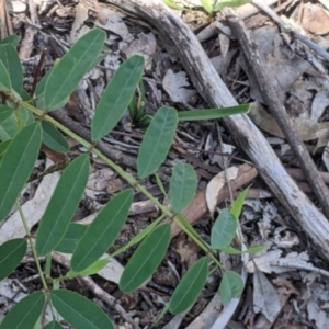 Indigofera australis subsp. australis at Chiltern, VIC - 25 Sep 2021