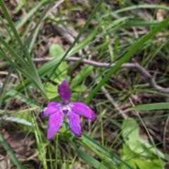 Glossodia major (Wax Lip Orchid) at Chiltern-Mt Pilot National Park - 25 Sep 2021 by Darcy