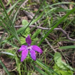 Glossodia major at Cornishtown, VIC - suppressed