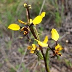 Diuris nigromontana (Black Mountain Leopard Orchid) at Cook, ACT - 28 Sep 2021 by drakes
