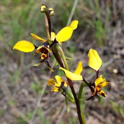 Diuris nigromontana (Black Mountain Leopard Orchid) at Cook, ACT - 28 Sep 2021 by drakes