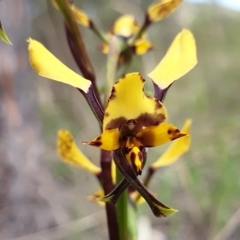 Diuris nigromontana at Cook, ACT - suppressed