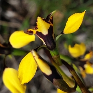 Diuris nigromontana at Cook, ACT - 28 Sep 2021