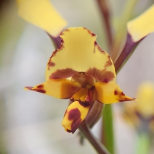 Diuris nigromontana at Cook, ACT - suppressed