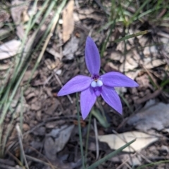 Glossodia major (Wax Lip Orchid) at Chiltern-Mt Pilot National Park - 25 Sep 2021 by Darcy