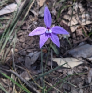 Glossodia major at Cornishtown, VIC - 25 Sep 2021