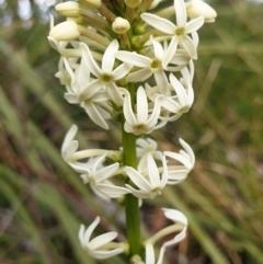 Stackhousia monogyna (Creamy Candles) at Cook, ACT - 28 Sep 2021 by drakes