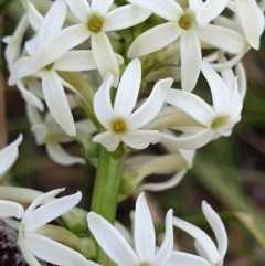 Stackhousia monogyna at Cook, ACT - 28 Sep 2021