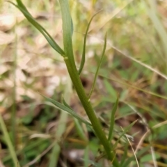 Stackhousia monogyna at Cook, ACT - 28 Sep 2021