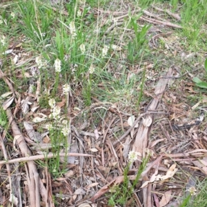 Stackhousia monogyna at Cook, ACT - 28 Sep 2021