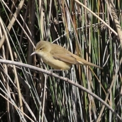 Acrocephalus australis (Australian Reed-Warbler) at Isabella Pond - 28 Sep 2021 by RodDeb