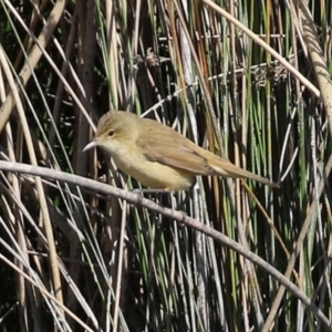 Acrocephalus australis at Monash, ACT - 28 Sep 2021