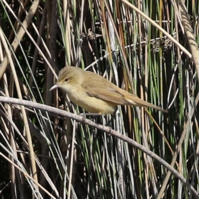 Acrocephalus australis (Australian Reed-Warbler) at Tuggeranong Creek to Monash Grassland - 28 Sep 2021 by RodDeb