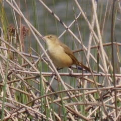 Acrocephalus australis at Monash, ACT - 28 Sep 2021