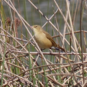 Acrocephalus australis at Monash, ACT - 28 Sep 2021 02:06 PM