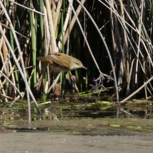 Acrocephalus australis at Monash, ACT - 28 Sep 2021