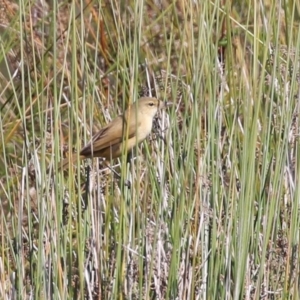 Acrocephalus australis at Monash, ACT - 28 Sep 2021