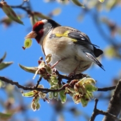 Carduelis carduelis (European Goldfinch) at Monash, ACT - 28 Sep 2021 by RodDeb