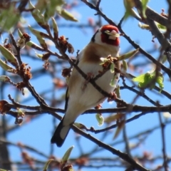 Carduelis carduelis at Monash, ACT - 28 Sep 2021 12:49 PM