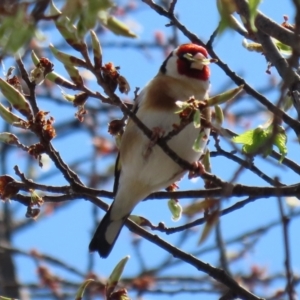 Carduelis carduelis at Monash, ACT - 28 Sep 2021 12:49 PM