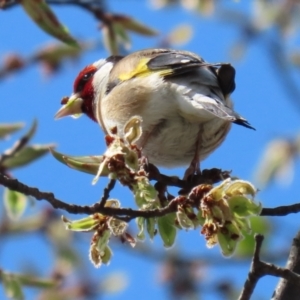 Carduelis carduelis at Monash, ACT - 28 Sep 2021 12:49 PM