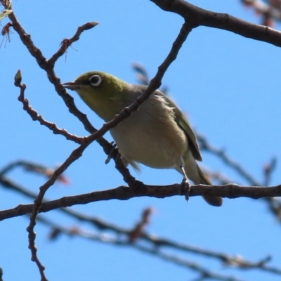 Zosterops lateralis (Silvereye) at Isabella Pond - 28 Sep 2021 by RodDeb