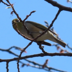 Zosterops lateralis at Monash, ACT - 28 Sep 2021