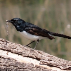 Rhipidura leucophrys (Willie Wagtail) at Tuggeranong Creek to Monash Grassland - 28 Sep 2021 by RodDeb