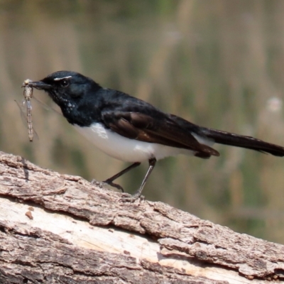Rhipidura leucophrys (Willie Wagtail) at Isabella Pond - 28 Sep 2021 by RodDeb