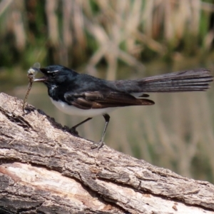 Rhipidura leucophrys at Monash, ACT - 28 Sep 2021