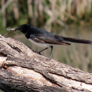 Rhipidura leucophrys at Monash, ACT - 28 Sep 2021