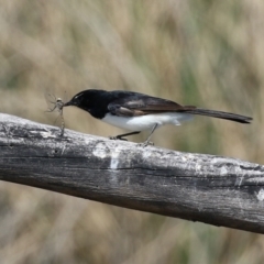 Rhipidura leucophrys at Monash, ACT - 28 Sep 2021