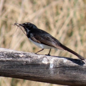 Rhipidura leucophrys at Monash, ACT - 28 Sep 2021